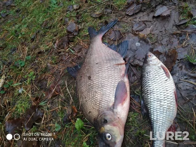 Bream, Roach — Msta, Nov 04, 2019