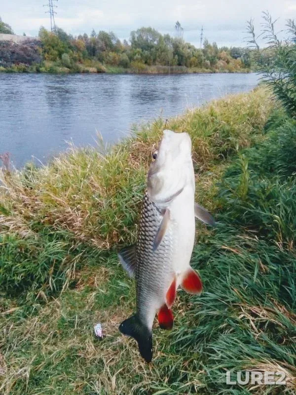 Chub, Pike — Msta, Nov 04, 2019