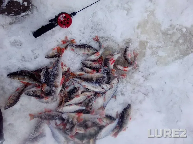 Perch, Roach — protoka Krivaya Strezh, Jan 16, 2019