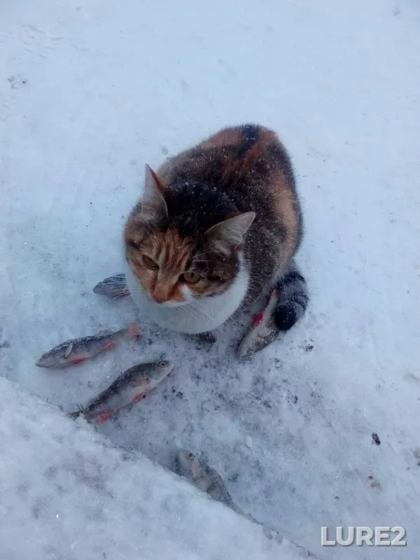 Perch — protoka Krivaya Strezh, Feb 02, 2019