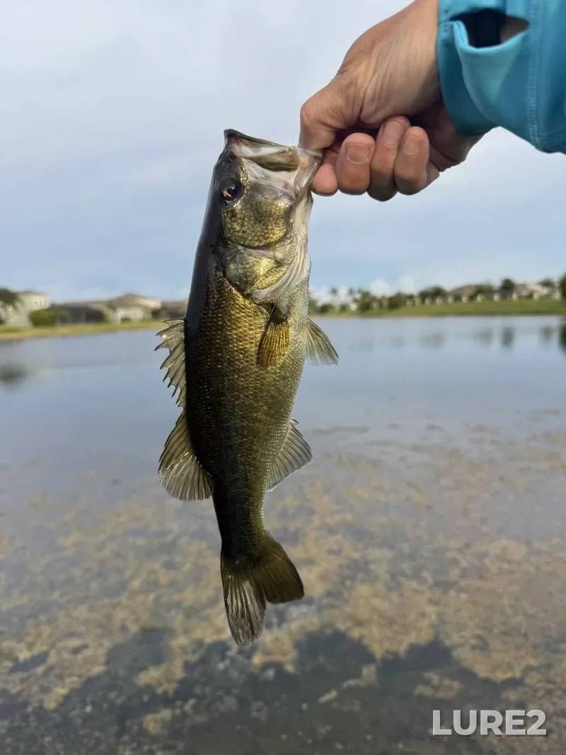Largemouth bass — Swan Lake, Nov 22, 2017
