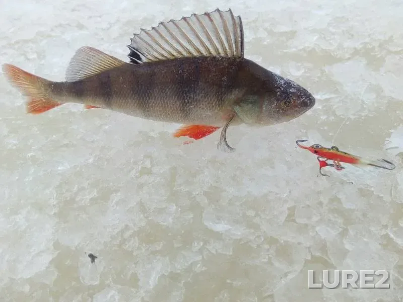 Perch, Roach — Korabelnyy rukav, Feb 17, 2019