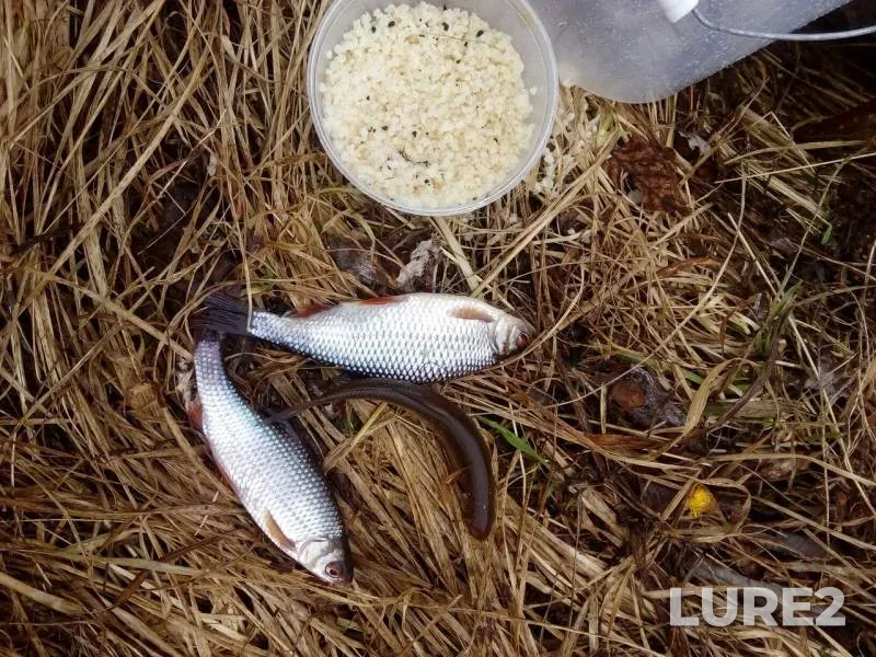Roach — Ruchey, May 05, 2019