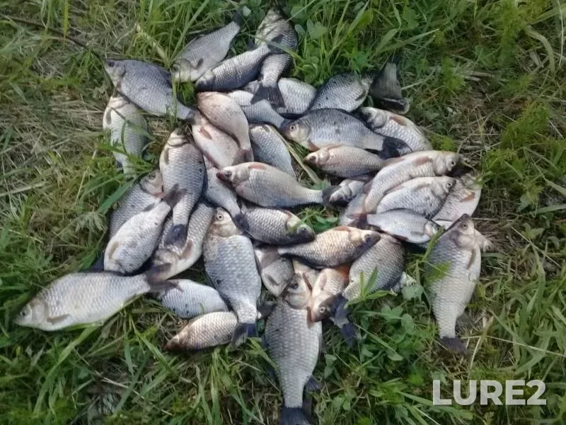 Crucian carp — Severnaya Dvina, Jun 07, 2019