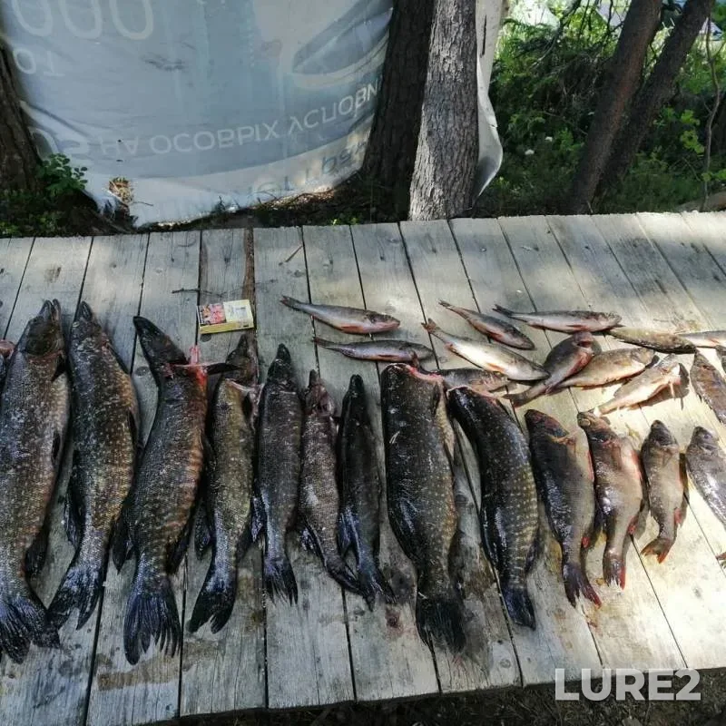 Pike — Mnevo, Jun 17, 2019