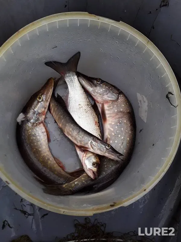 Asp, Pike — Severnaya Dvina, Sep 17, 2019
