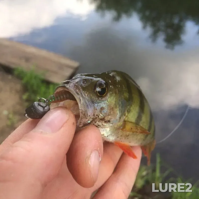 Perch — Skha, Jun 22, 2019