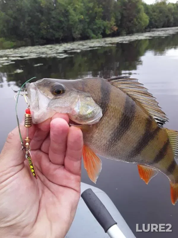 Perch — Khvostyanka, Aug 17, 2019