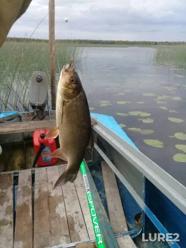 Perch, Roach — Kovzha, Jul 11, 2019