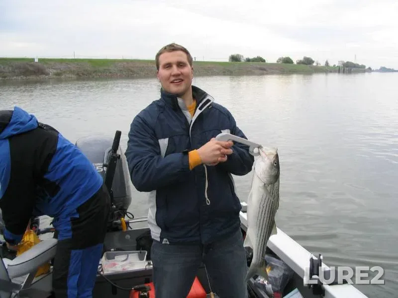 Striped bass — Sacramento River, Nov 20, 2017