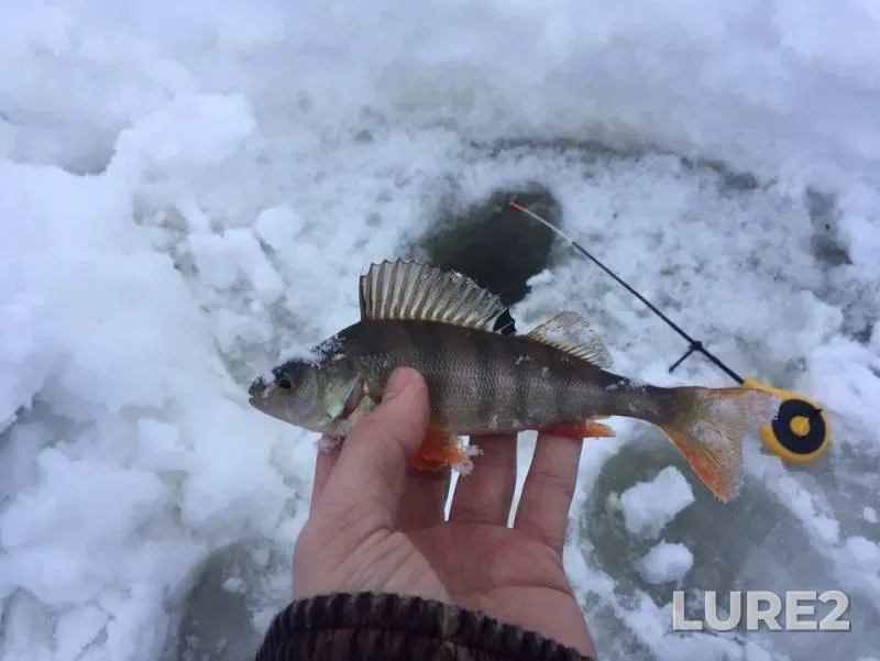 Perch — Kokshenga, Feb 21, 2019