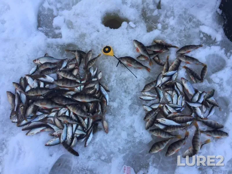Perch, Roach — Kokshenga, Mar 11, 2019