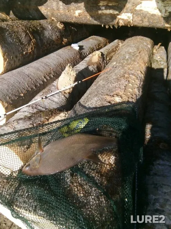 Bream, Roach — Volgo-Baltiyskiy kanal, Apr 28, 2019