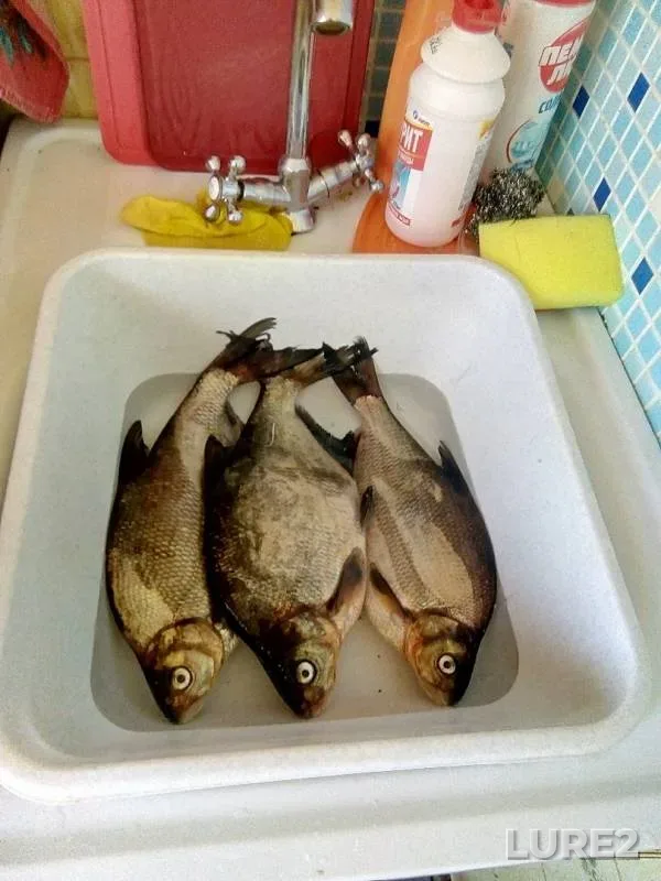 Bream — Vazhinka, May 31, 2019