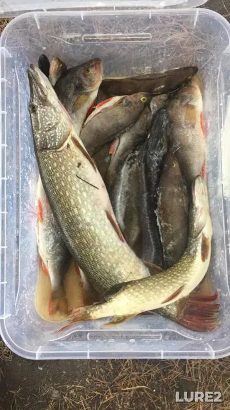 Perch, Pike — Irtysh, Jul 10, 2019