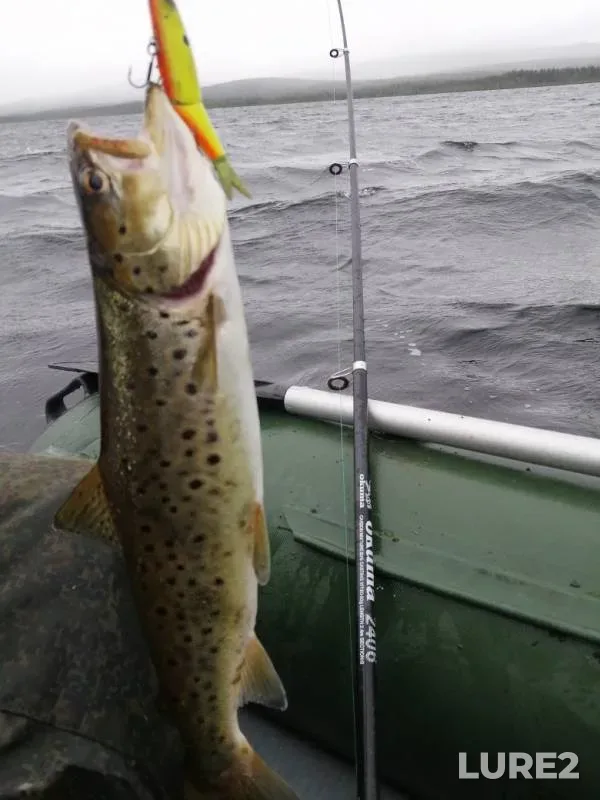 Rainbow trout — Ramozero, Jul 29, 2019