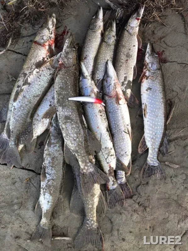 Pike — protoka Vylposl, Sep 08, 2019