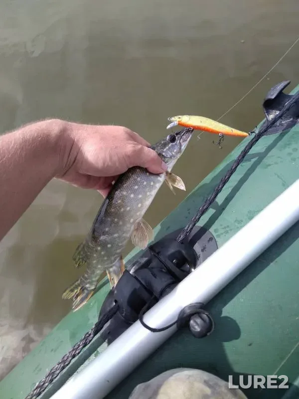 Pike — Bryanskaya oblast, Aug 30, 2019