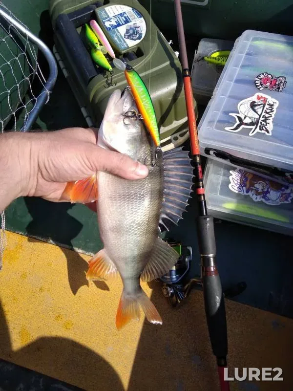 Perch — Bryanskaya oblast, Sep 13, 2019
