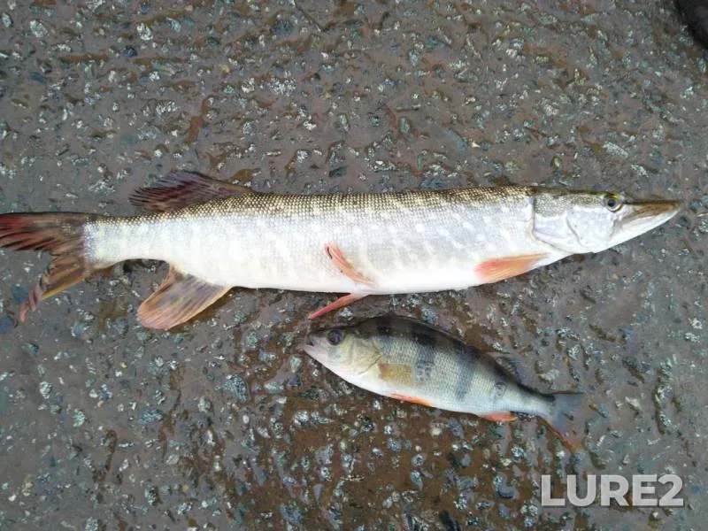 Perch, Pike — Cheptsa, Oct 10, 2019