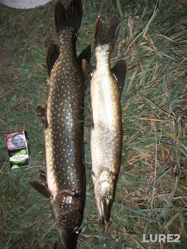 Pike — Savala, Oct 21, 2019