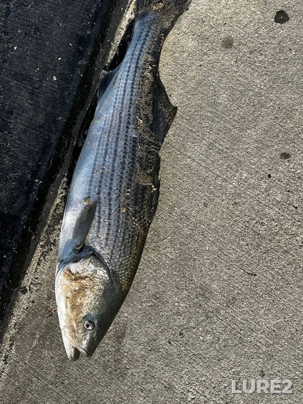 Striped bass — Upper New York Bay, Jul 30, 2018