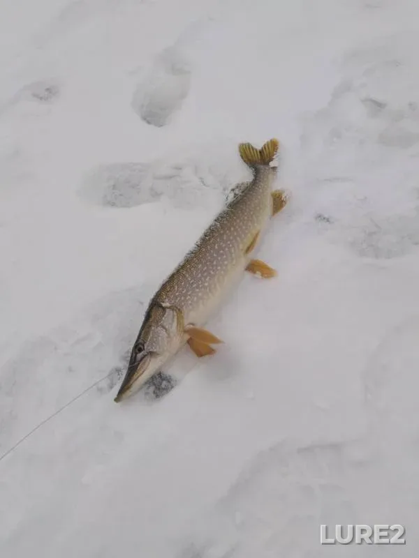 Pike — Yambarka, Nov 27, 2019