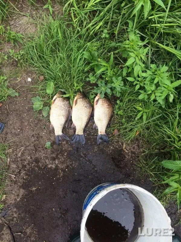 Crucian carp — Pra, Nov 27, 2019