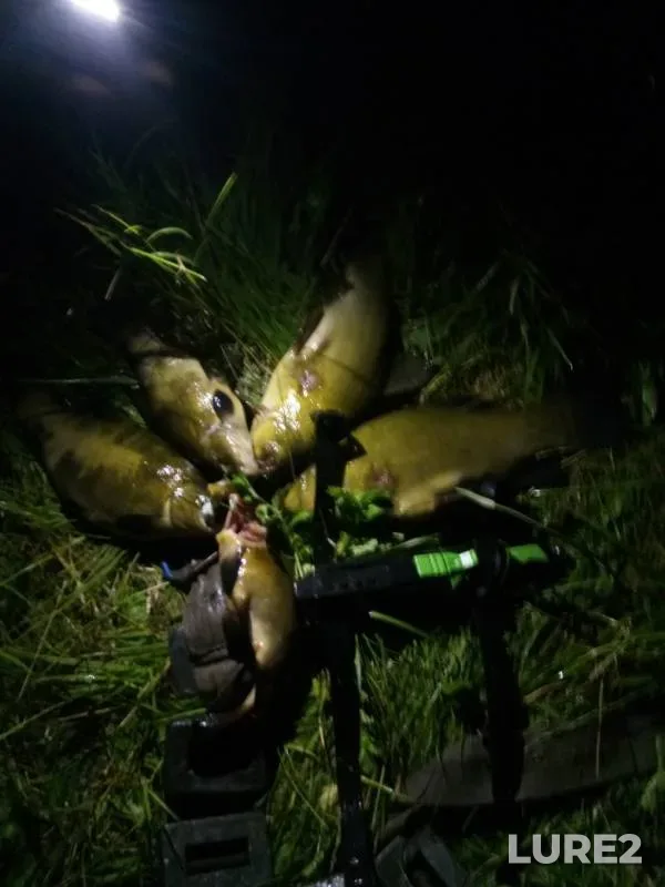 Tench — Altyn-kul, Jun 12, 2019