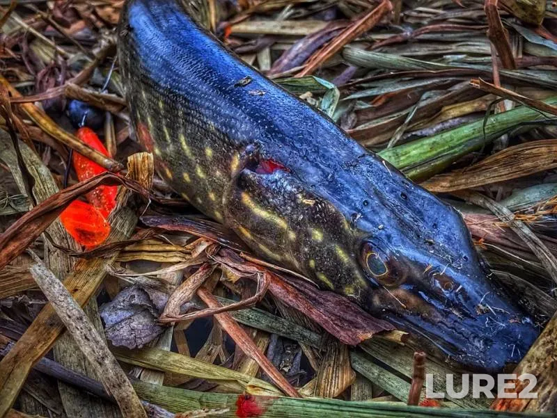 Pike — Baygora, Apr 01, 2019