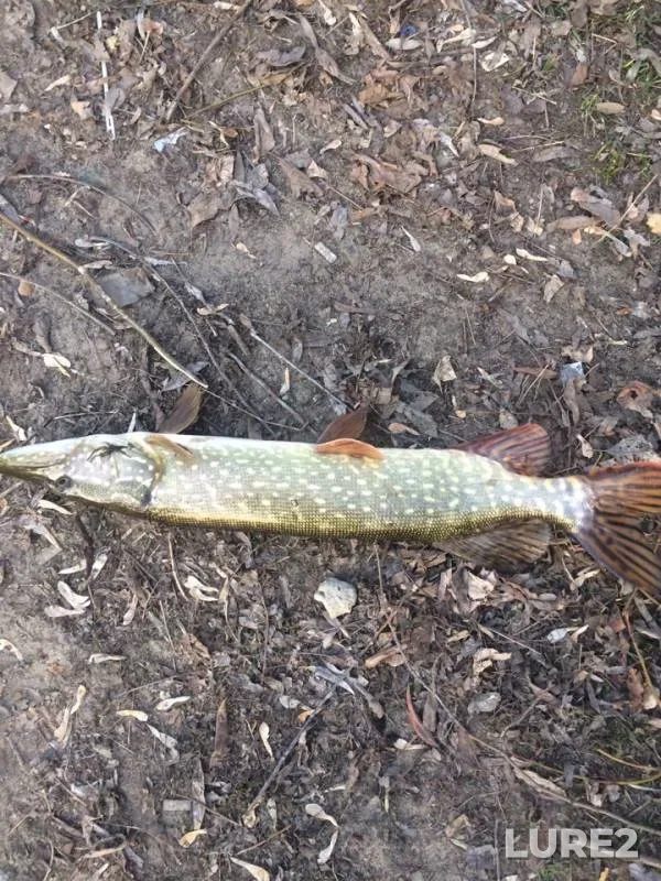 Pike — Voronezh, Apr 08, 2019