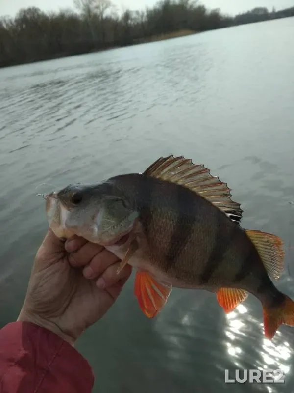 Perch — Voronezh, Apr 13, 2019