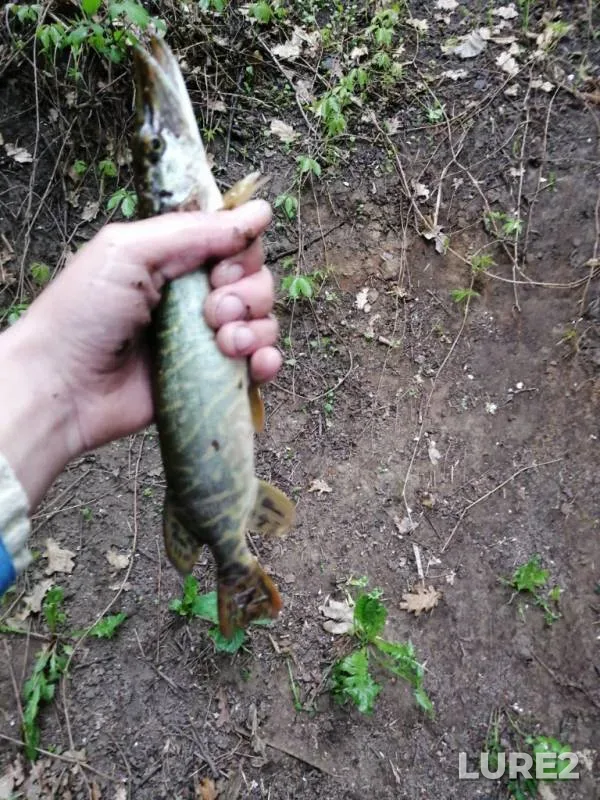 Pike, Roach — Lipetskaya oblast, May 13, 2019