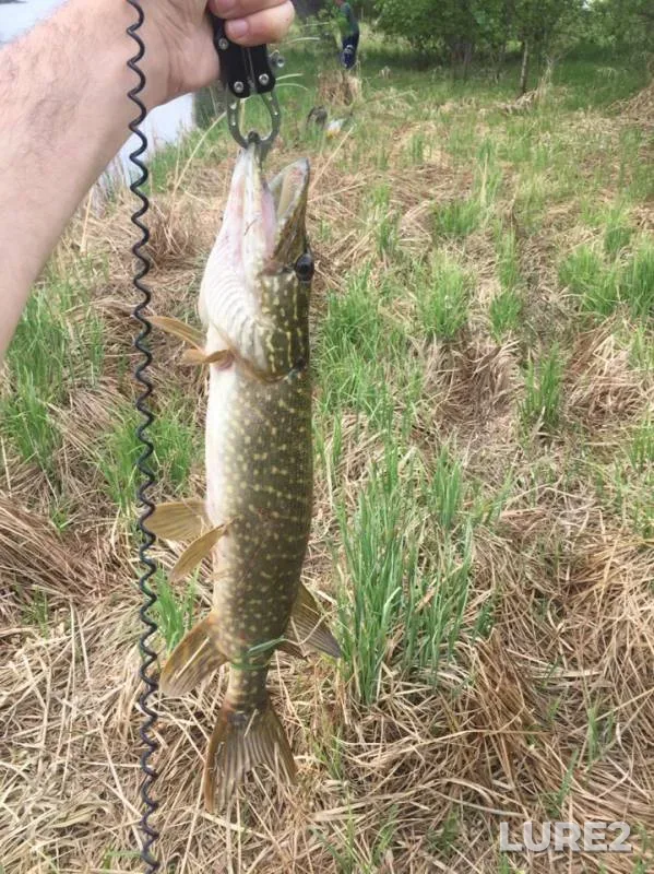 Pike — Voronezh, May 12, 2019