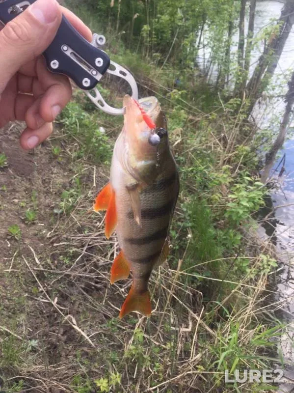 Perch — Voronezh, May 11, 2019