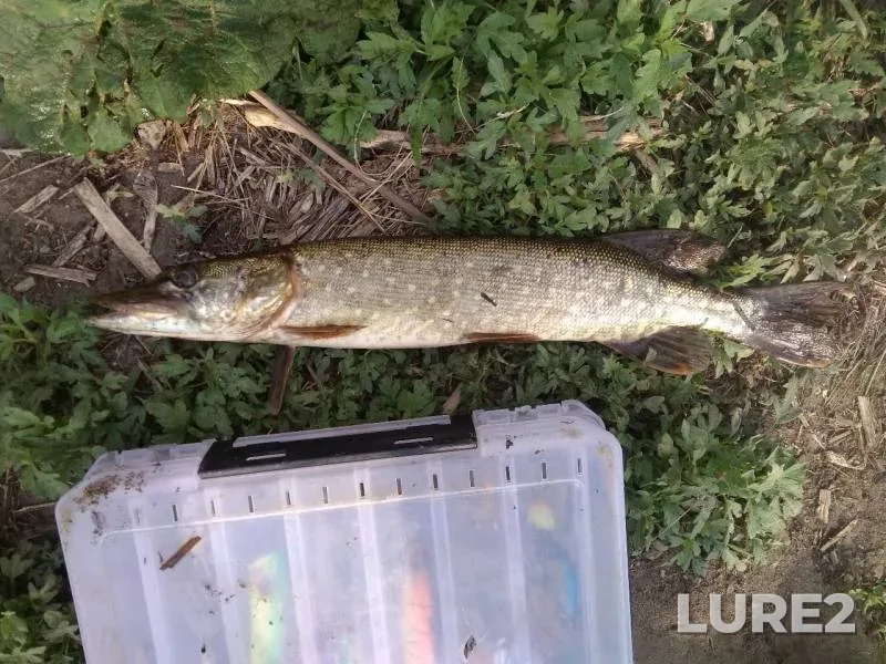 Pike — Voronezh, May 12, 2019