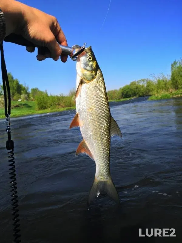 Asp, Chub — Don, May 07, 2019