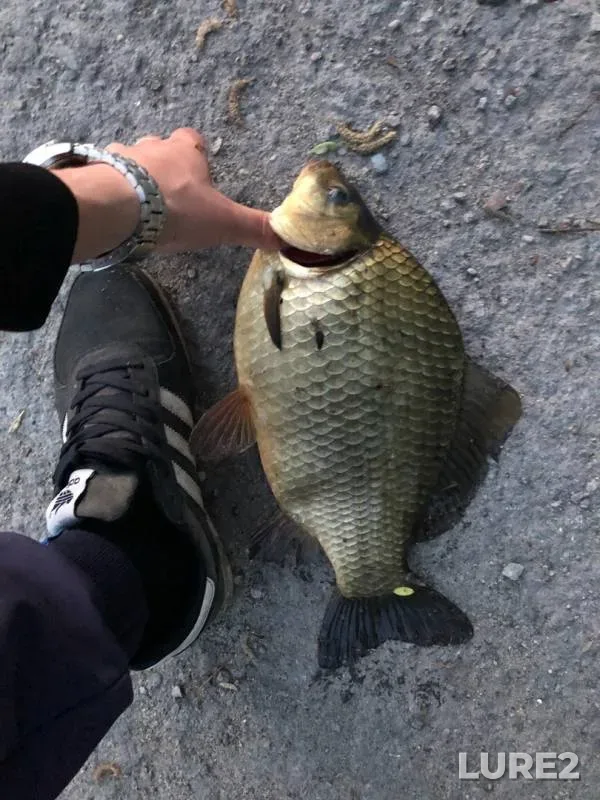 Crucian carp, Tench — Voronezh, May 05, 2019