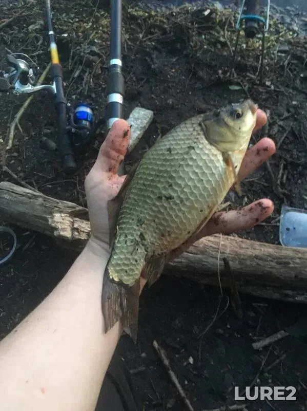 Crucian carp — Lipetskaya oblast, May 05, 2019