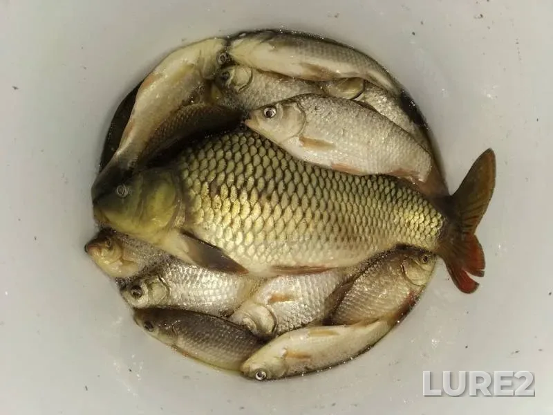 Carp, Crucian carp — Lukomka, May 06, 2019