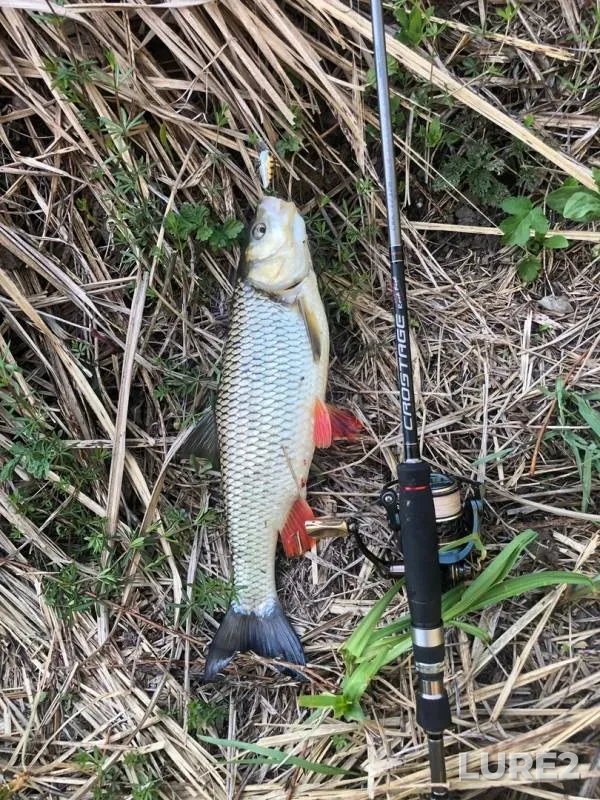 Chub — Bystraya Sosna, May 05, 2019