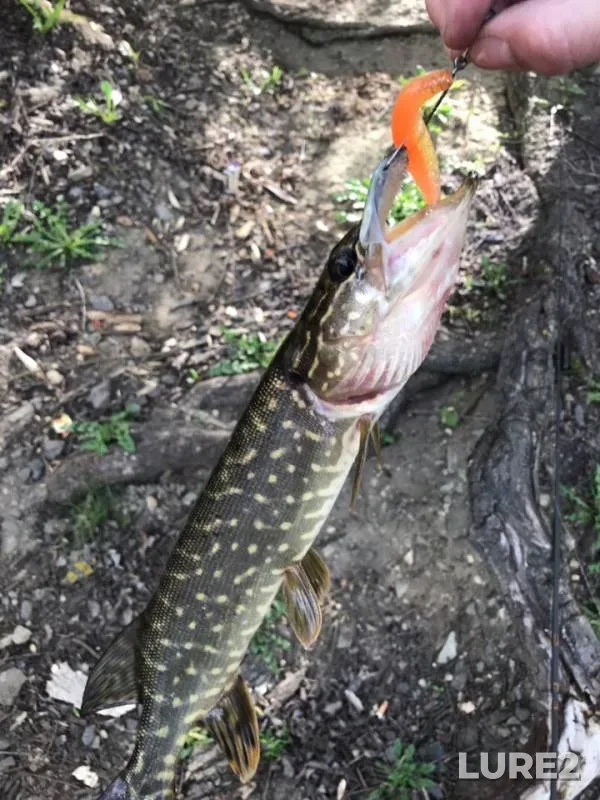 Pike — Voronezh, Apr 30, 2019