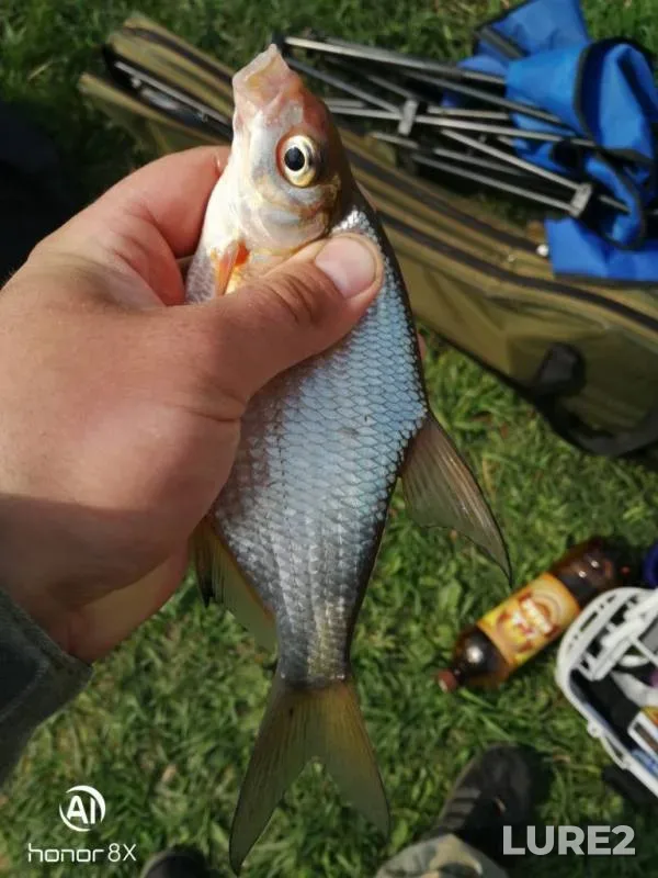 Bream — Voronezh, Apr 28, 2019