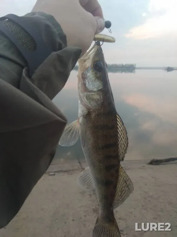 Zander — Matyrskoye, Apr 27, 2019