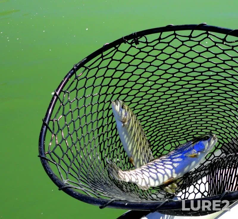 Rainbow trout — San Juan River, Jul 30, 2013, 3:21 PM