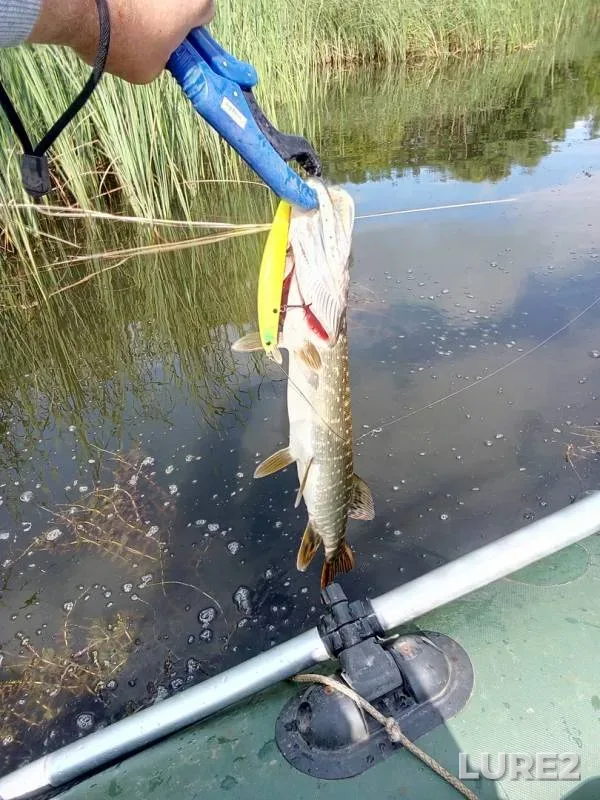 Perch, Pike — Lipetskaya oblast, Jun 28, 2019
