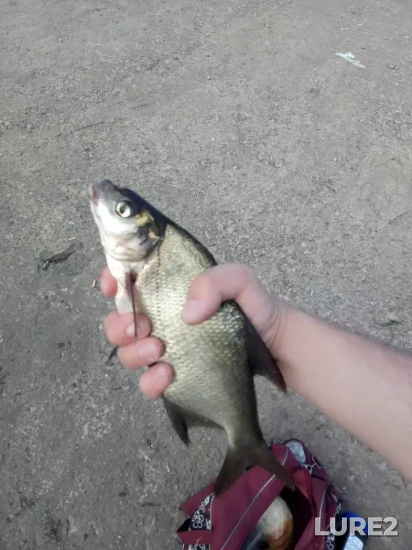 Bream — Matyrskoye, Jun 22, 2019