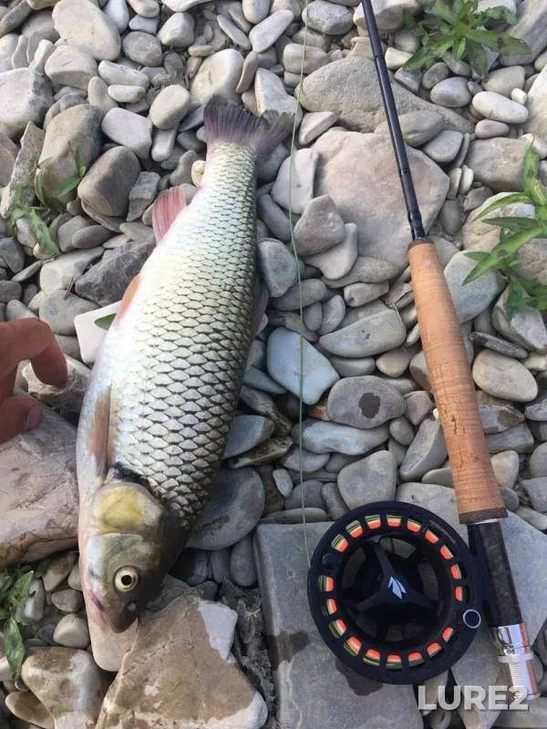 Chub — Shapsukho, Jun 11, 2019