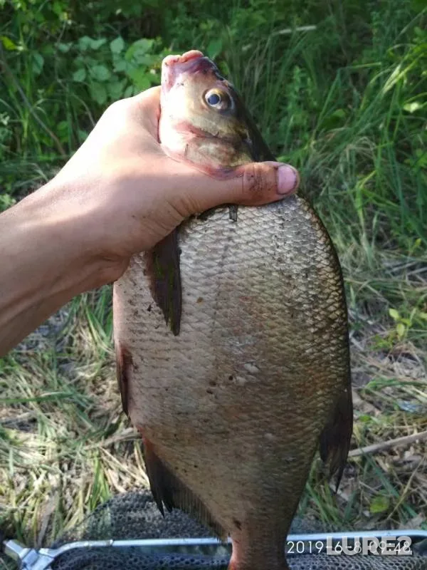 Bream — Voronezh, Jun 10, 2019