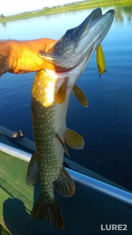Pike — Voronezh, Jun 07, 2019